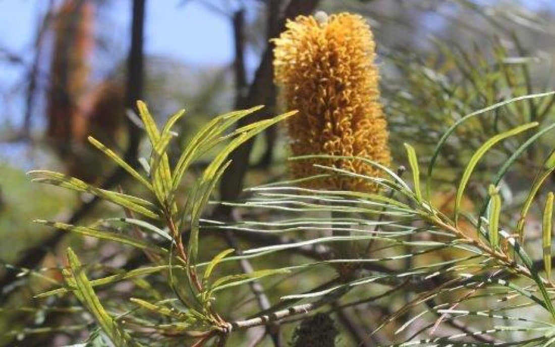 Hill Banksia Collina (Banksia spinulosa) - Ladybird Nursery