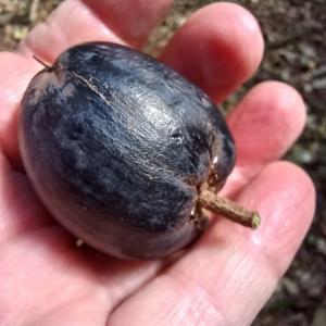 Black Apple (Planchonella australis) - Ladybird Nursery