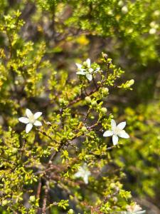Waxflower (Philotheca difformis)