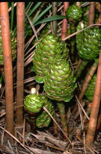 Unknown Costus (Costus dubius) - Ladybird Nursery