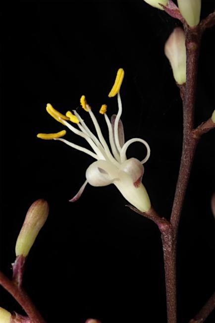 Cordyline (Cordyline murchisoniae) - Ladybird Nursery