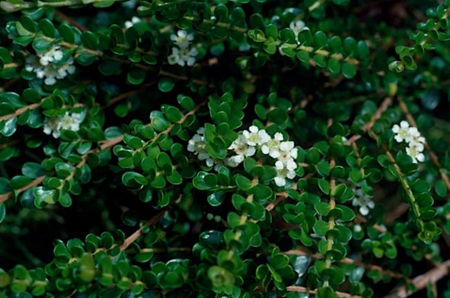 Tozer's Babingtonia (Babingtonia tozerensis)