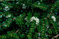 Tozer's Babingtonia (Babingtonia tozerensis)