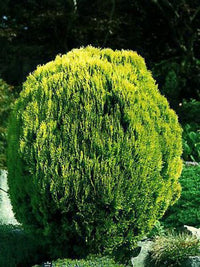 Dwarf Golden Arborvitae Lutea Nana (Thuja occidentalis)