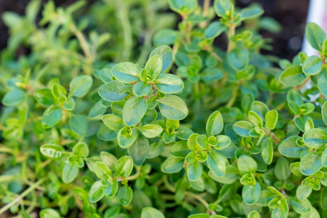 Thyme (Pickup Only) - Ladybird Nursery