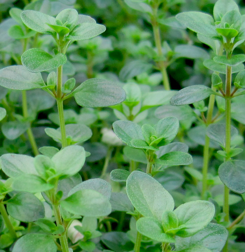 Thyme Pizza (Thymus)