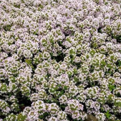 Thyme Turkey (Thymus)