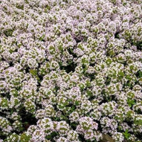 Thyme Turkey (Thymus)