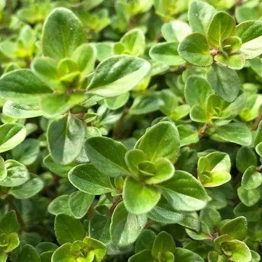 Thyme Pizza (Thymus)