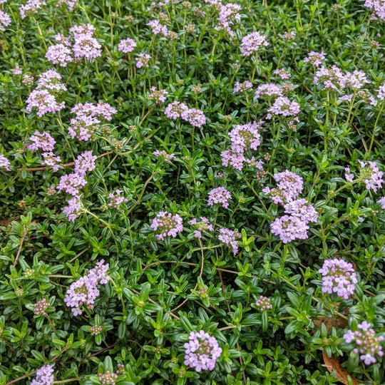 Thyme Turkey (Thymus)