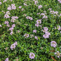 Thyme Turkey (Thymus)