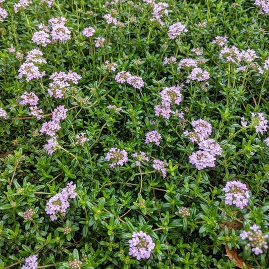 Thyme Turkey (Thymus) - Ladybird Nursery