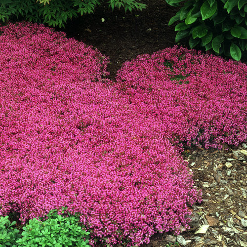 Thyme 'Creeping' (Thymus praecox)