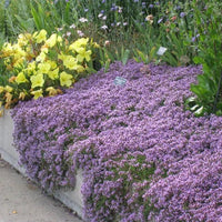 Thyme 'Creeping' (Thymus praecox) - Ladybird Nursery