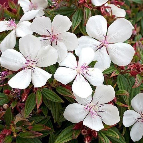 Tobouchina Peace Baby (Tibouchina) - Ladybird Nursery