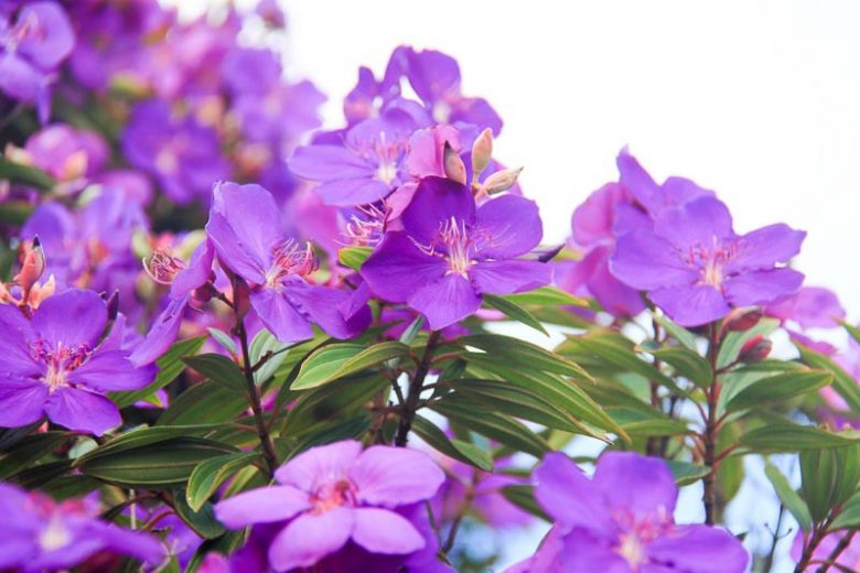 Tobouchina (Tibouchina granulosa)