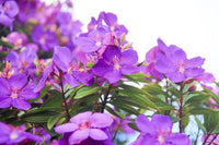 Tobouchina (Tibouchina granulosa) - Ladybird Nursery