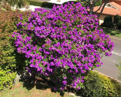 Tibouchina Alstonville (Tibouchina lepidota)