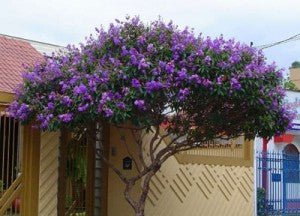 Tobouchina Marion (Tibouchina) - Ladybird Nursery