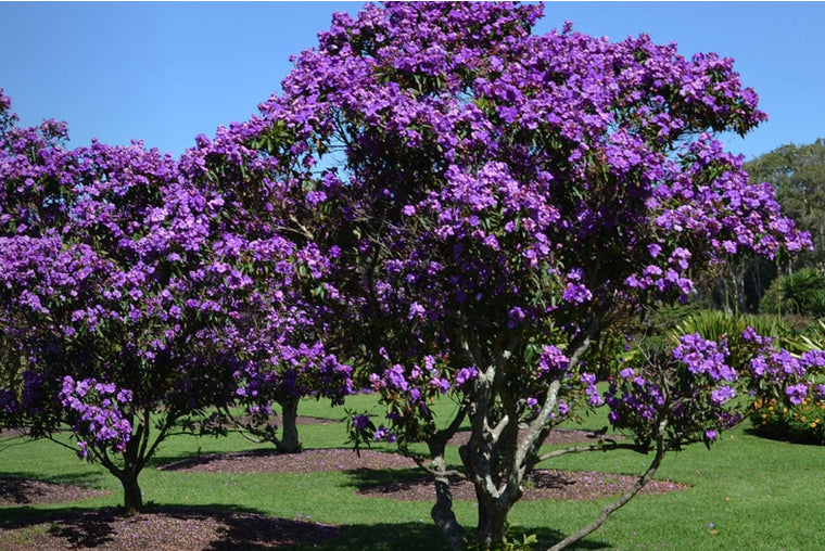 Tobouchina Marion (Tibouchina)