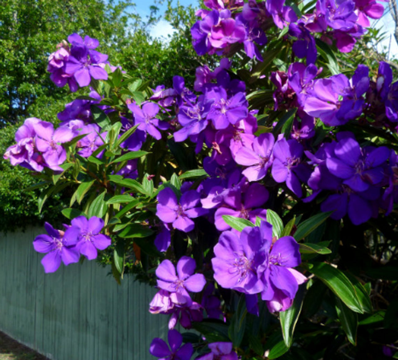 Tibouchina Alstonville (Tibouchina lepidota)
