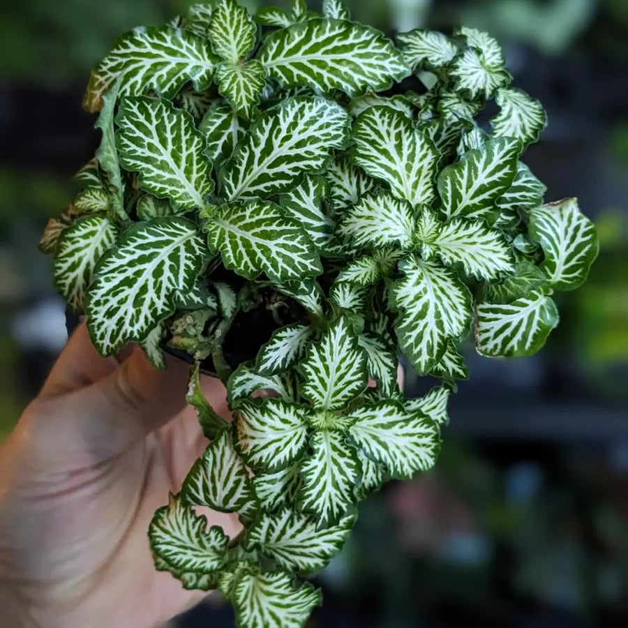 Fittonia ‘Tiger’