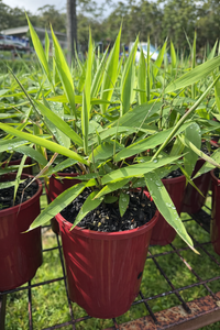 Tiger Grass - Ladybird Nursery