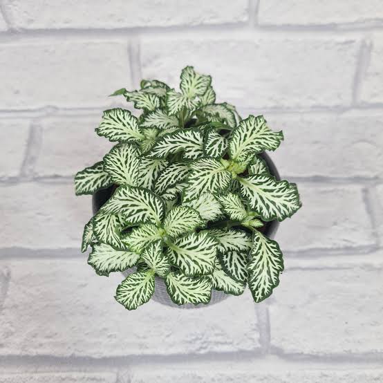 Fittonia ‘Tiger’