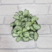 Fittonia ‘Tiger’