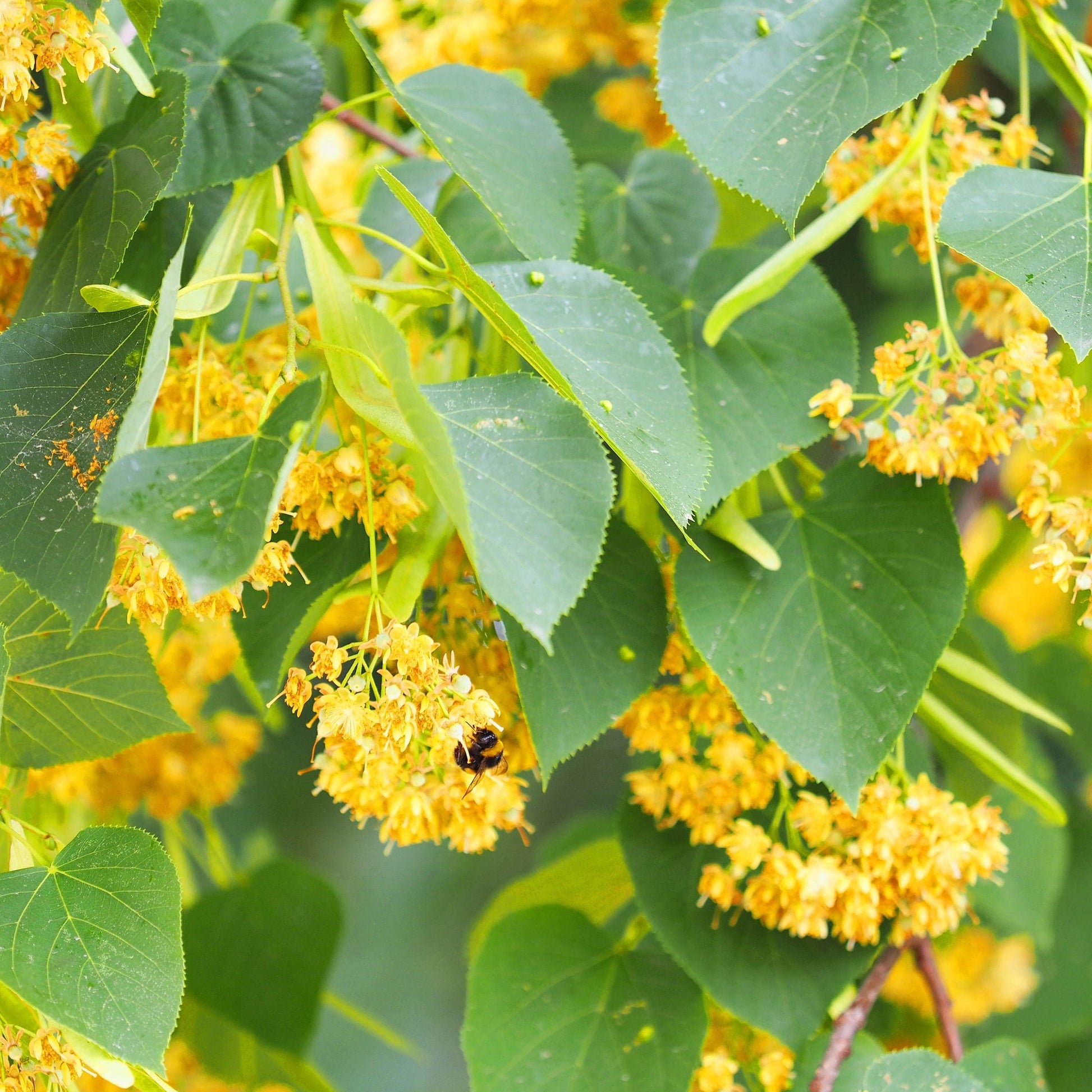 Small Leaf Lime (Tilia cordata)