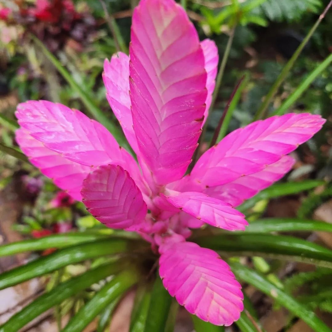 Tilandsia 'Antonio' - Ladybird Nursery