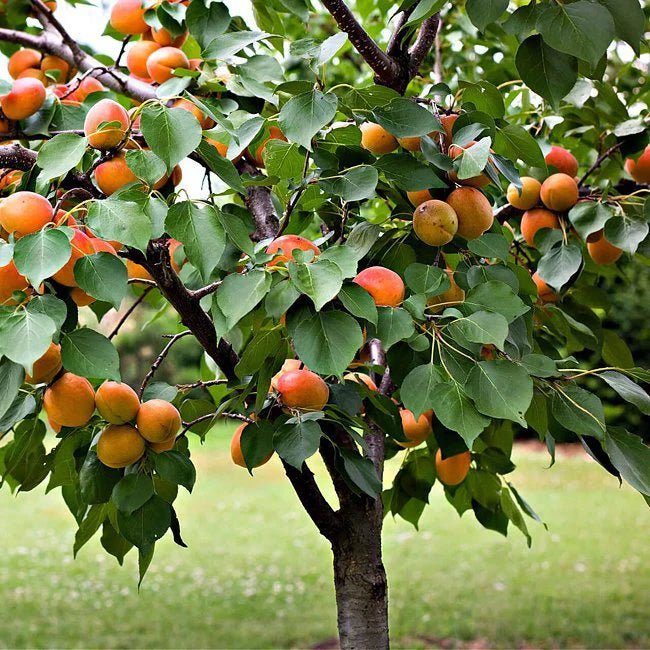 Dwarf Apricot 'Tilton' - Ladybird Nursery