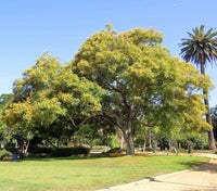 Tipu Tree (Tipuana tipu) - Ladybird Nursery