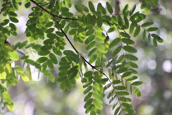 Tipu Tree (Tipuana tipu)