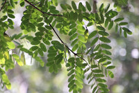 Tipu Tree (Tipuana tipu)