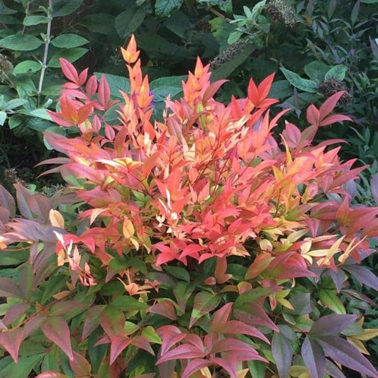 Sunset Boulevard tissue culture (Nandina domestica) - Ladybird Nursery