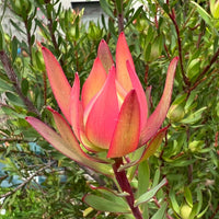 Titan (Leucadendron salignum)