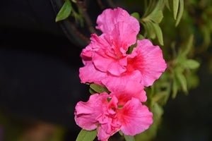 Azalea Sweet Nellie - Ladybird Nursery