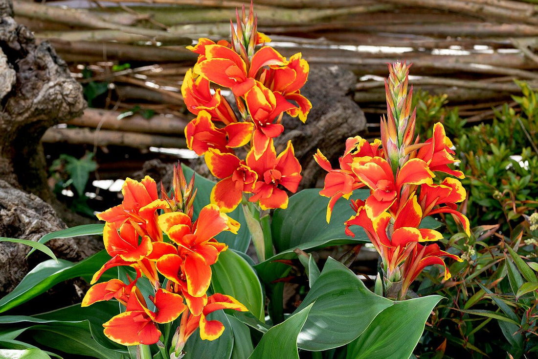 Canna generalis Cannova Red Orange Bicolour (Canna x.) - Ladybird Nursery