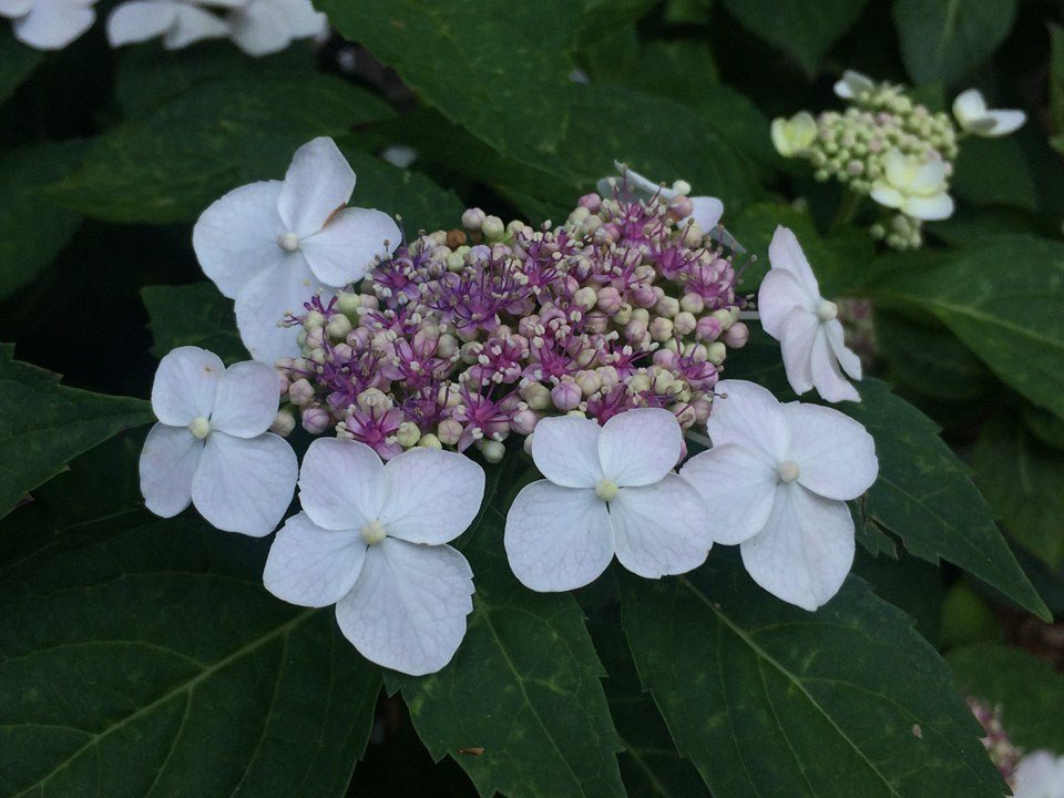 Bigleaf Hydrangea Tokyo Delight (Hydrangea macrophylla) - Ladybird Nursery