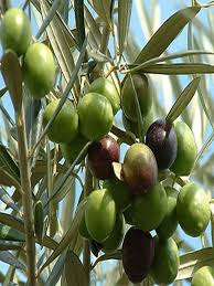 Olive ‘Tolley’s Upright’ - Ladybird Nursery