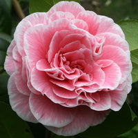 Camellia Tomorrows Dawn (Camellia japonica)