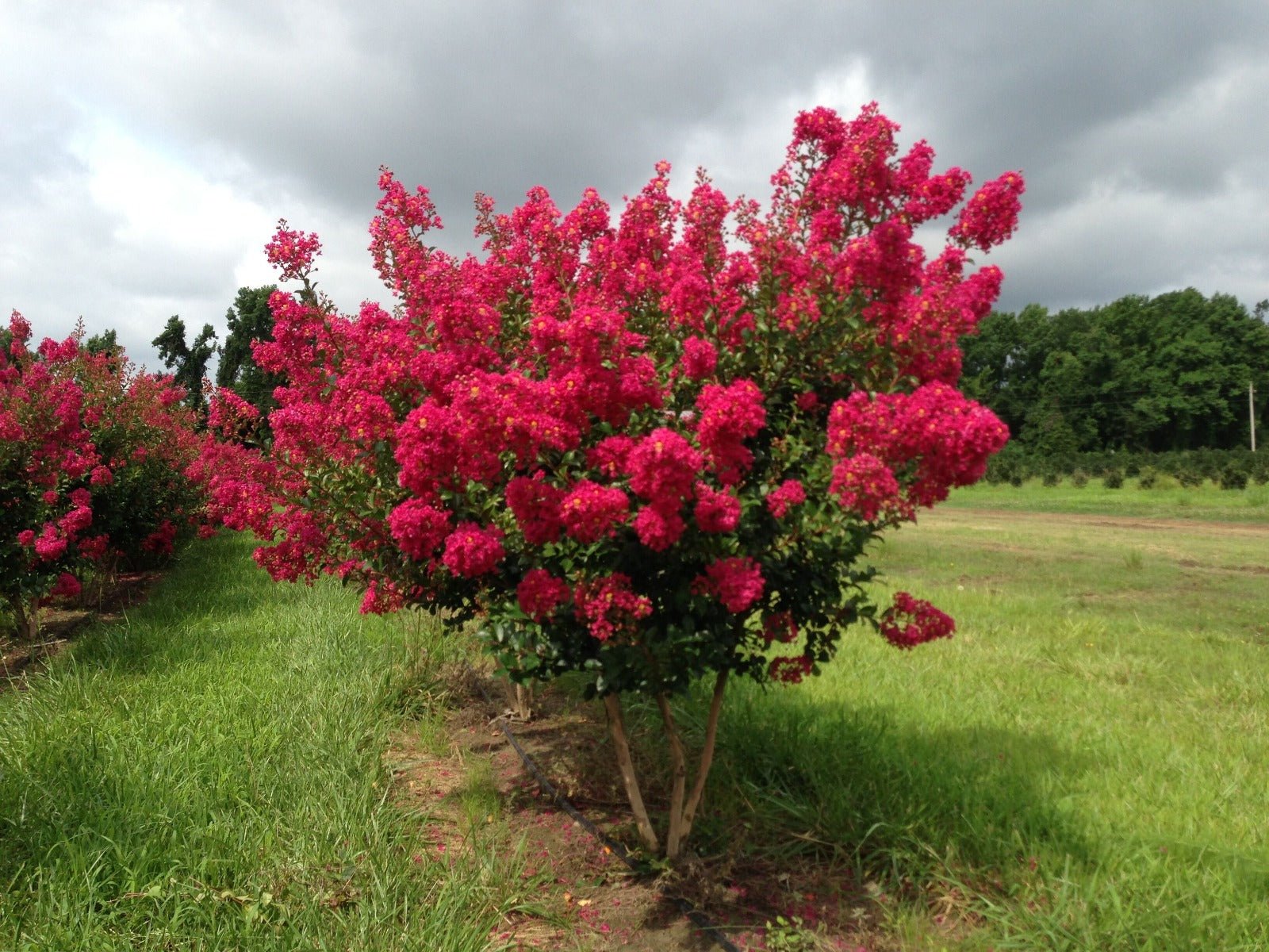 Crepe Myrtle Tonto (Lagerstroemia) - Ladybird Nursery