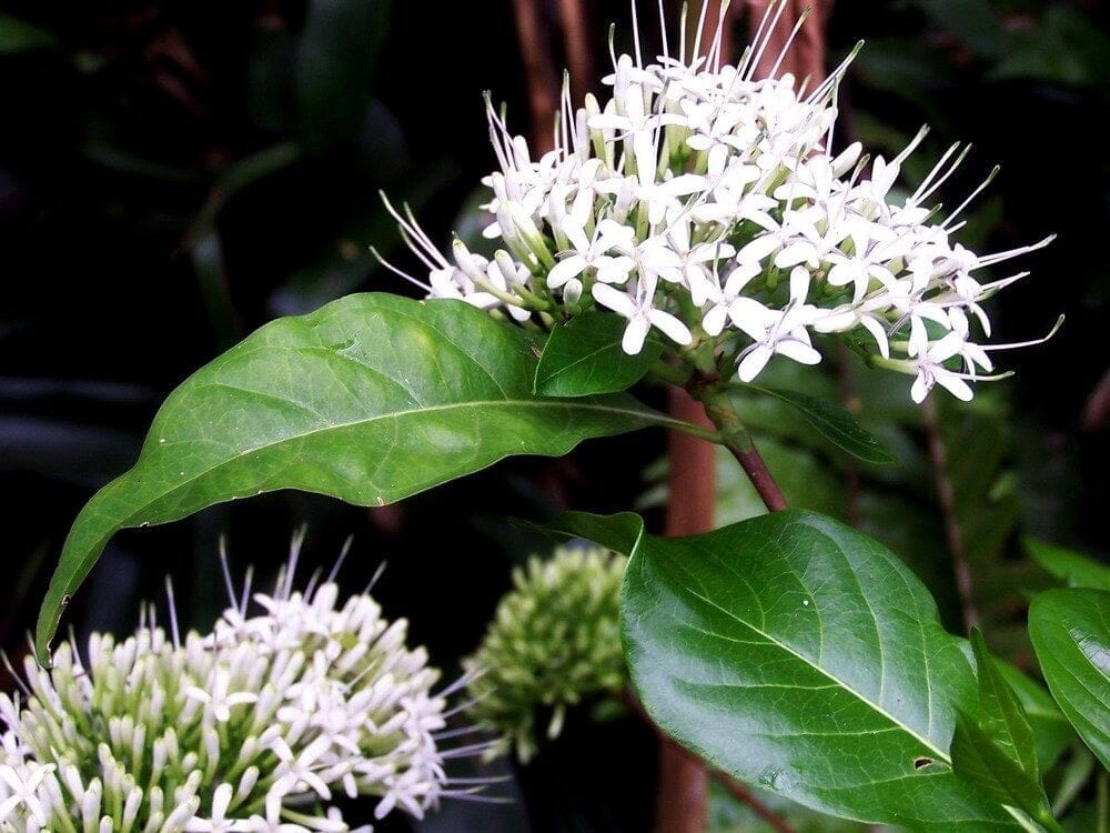 Small-leaved Pavetta (Pavetta australiensis)