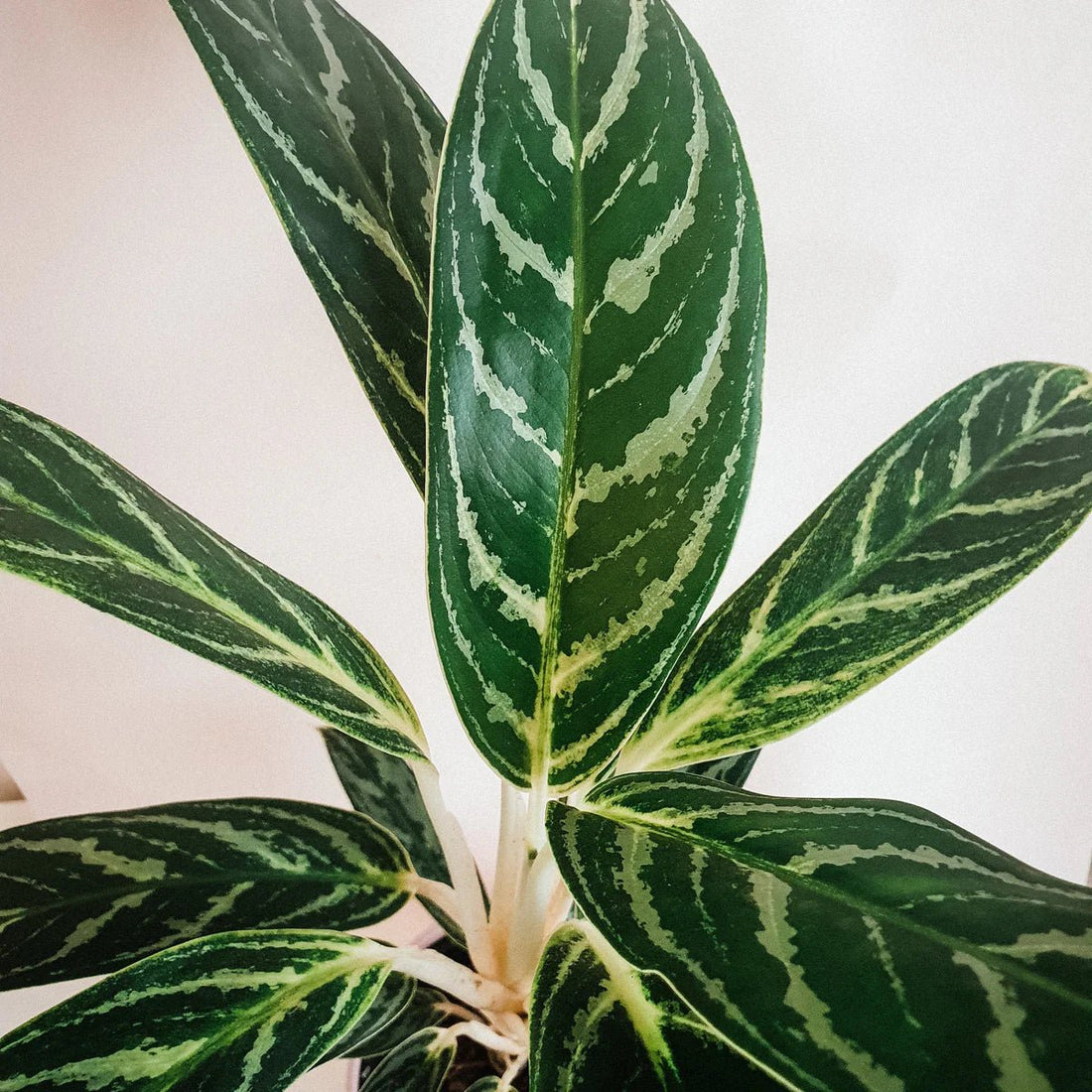 Aglaonema 'Total' - Ladybird Nursery