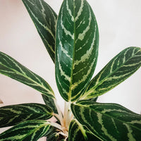 Aglaonema 'Total' - Ladybird Nursery
