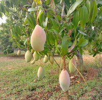 Mango Totapuri - Ladybird Nursery