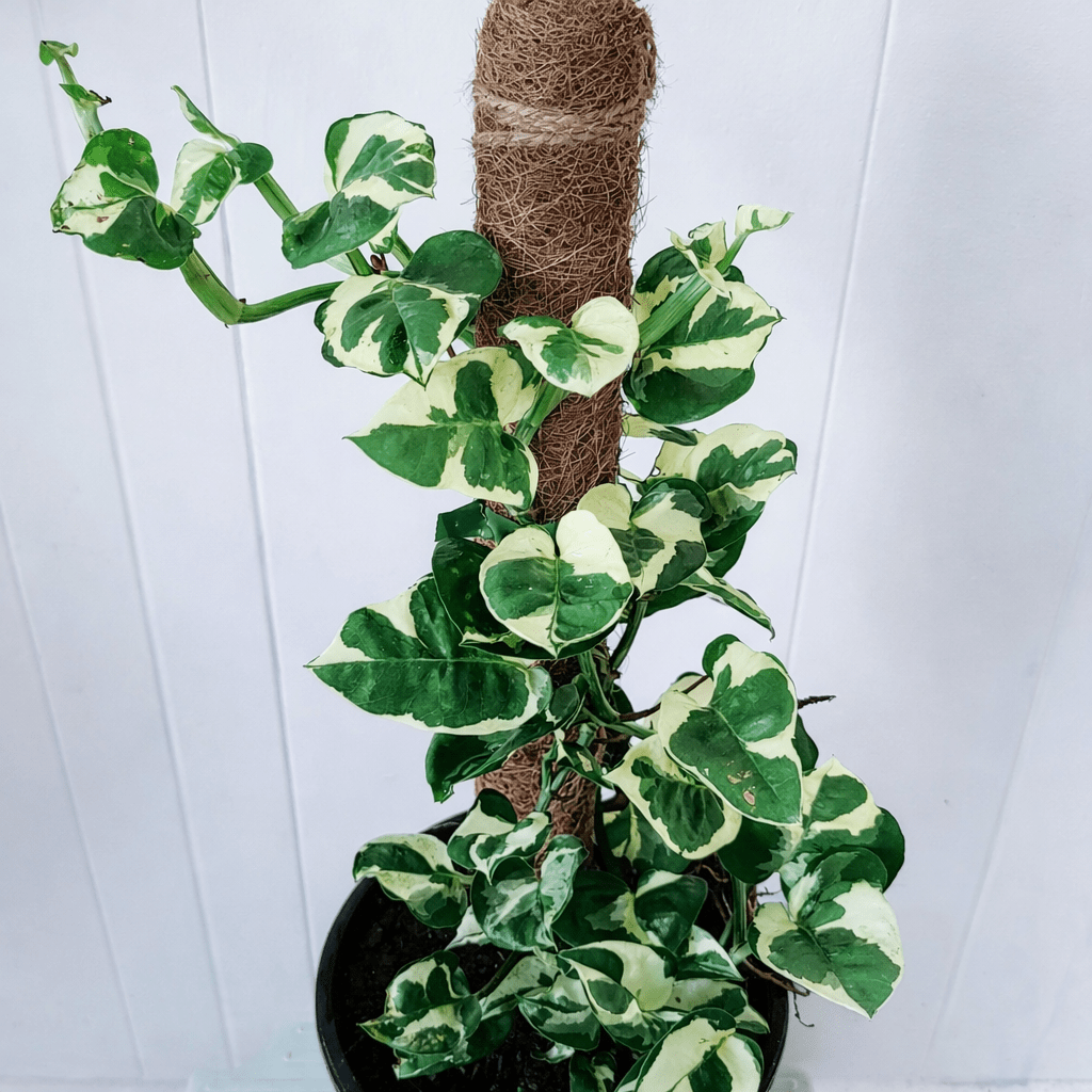Totem Pole Pothos 'N'Joy' - Ladybird Nursery