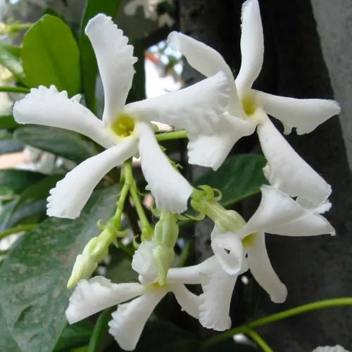 Star Jasmine Bush Form (Trachelospermum jasminoides) - Ladybird Nursery