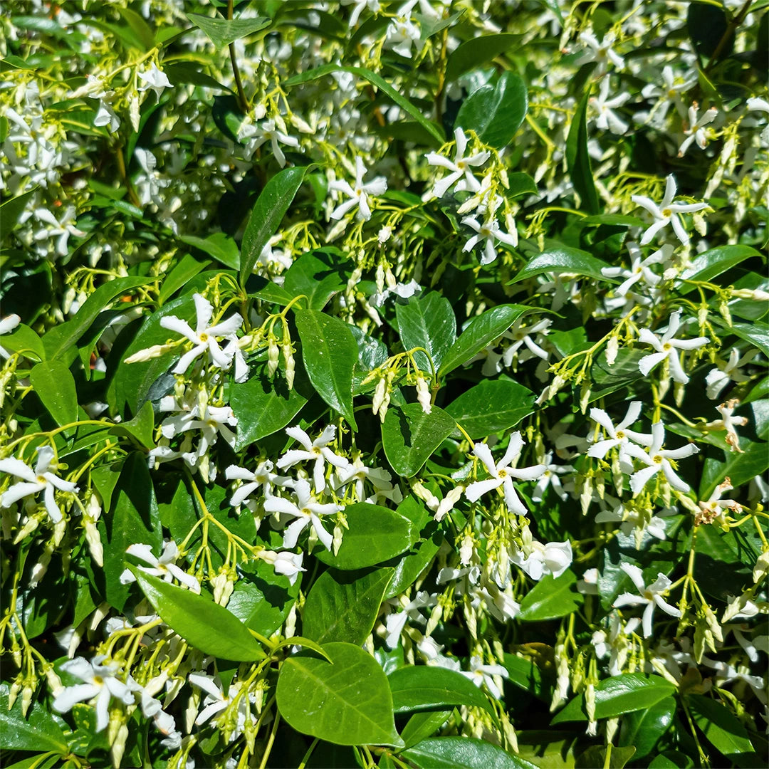 Star Jasmine Tripods (Trachelospermum jasminoides)